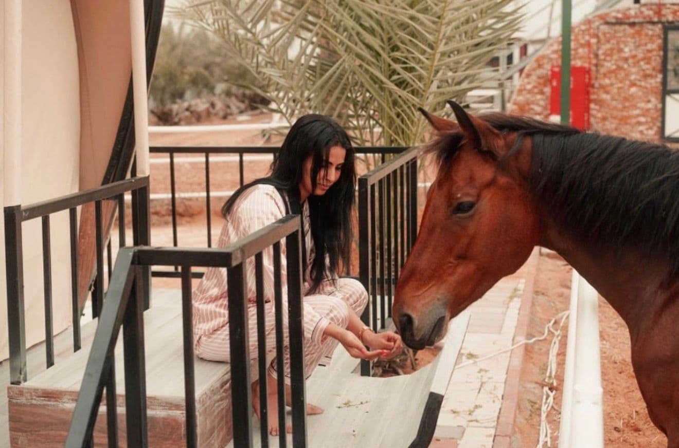 Horses & equine connection